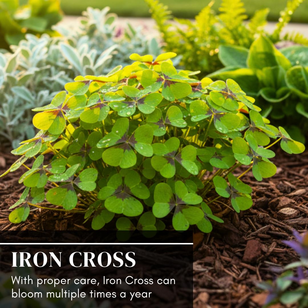 CZ Grain indoor outdoor shamrock care for easy maintenance
