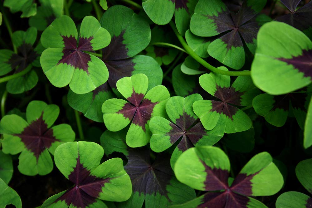 CZ Grain Iron Cross Shamrock bulbs pack displayed for indoor and outdoor color
