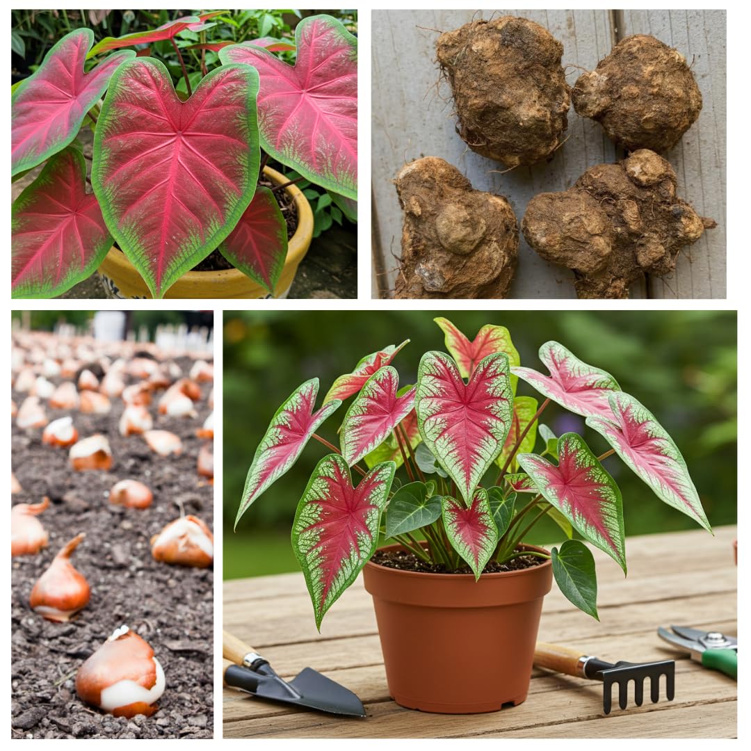 Ideal living gift idea with CZ Grain Caladium bulbs for plant lovers.