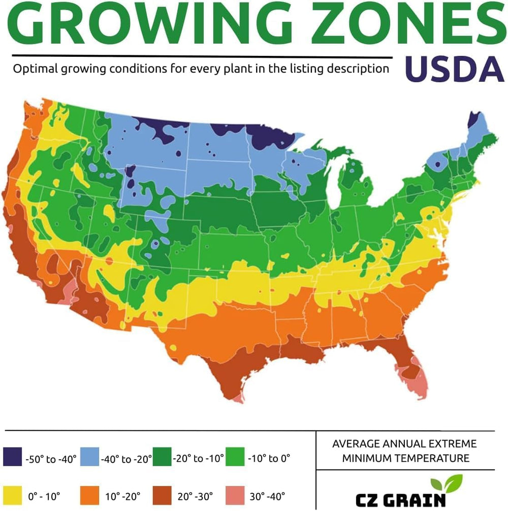 CZ Grain multiplying perennial bulbs forming fuller clumps over time