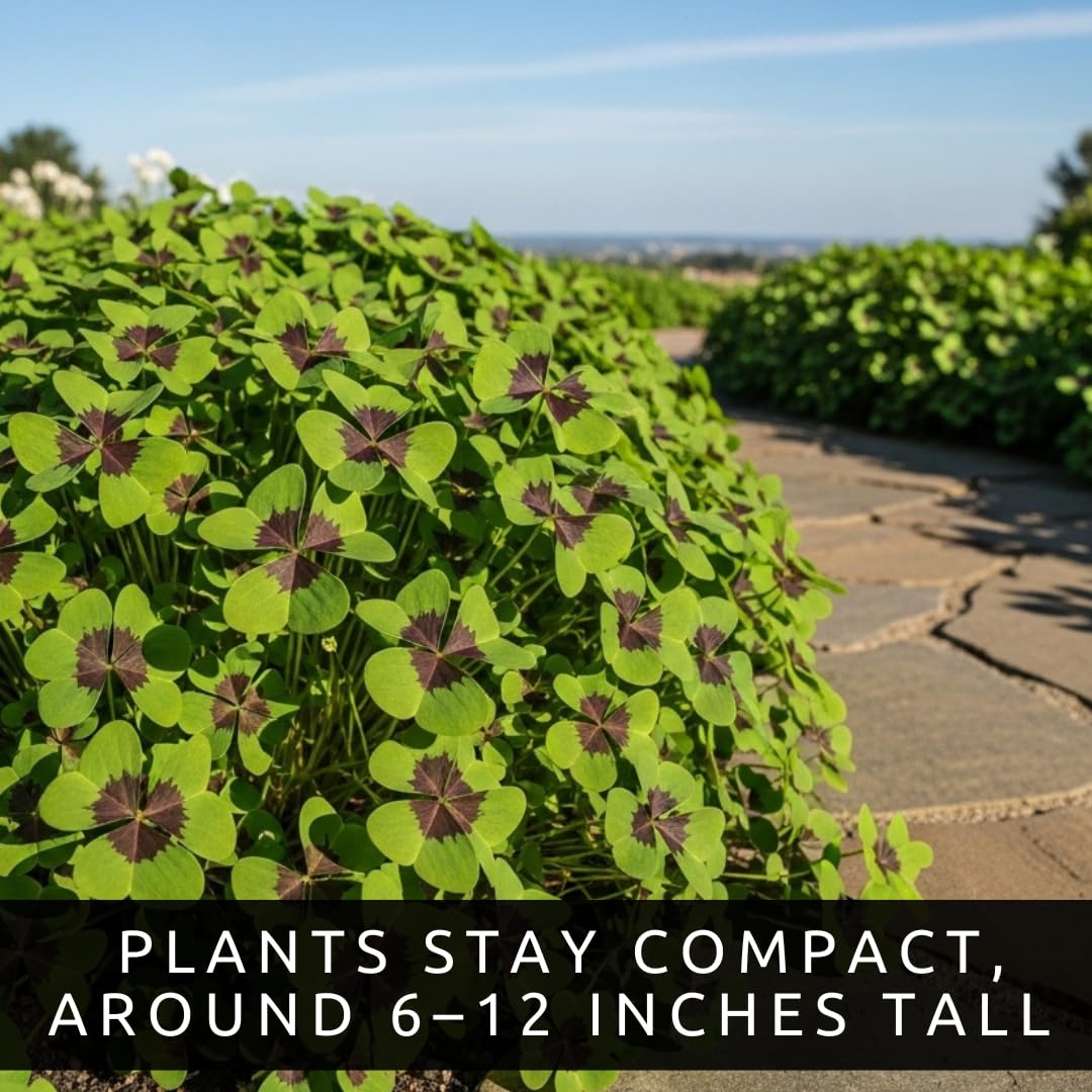 CZ Grain fast-growing Oxalis can brighten spaces quickly