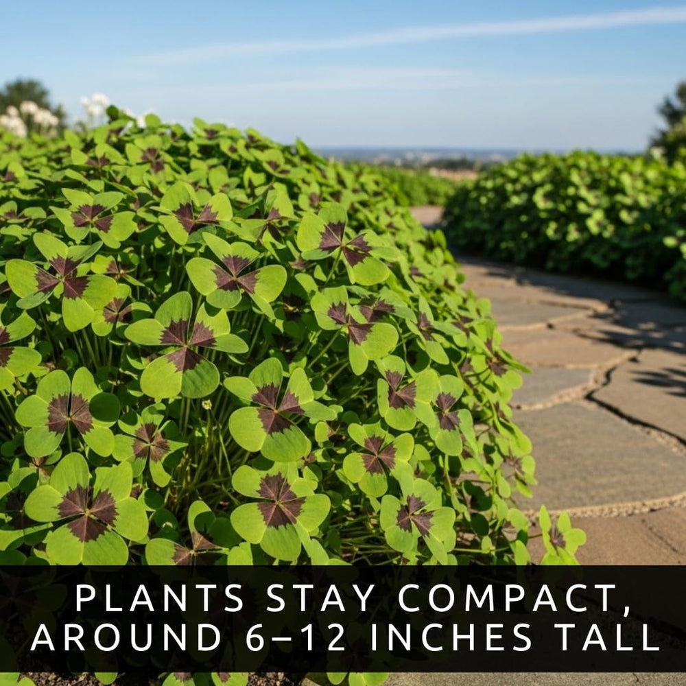 CZ Grain fast-growing Oxalis can brighten spaces quickly
