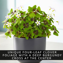 CZ Grain Oxalis Iron Cross leaf closeup showing four-leaf foliage with crimson center