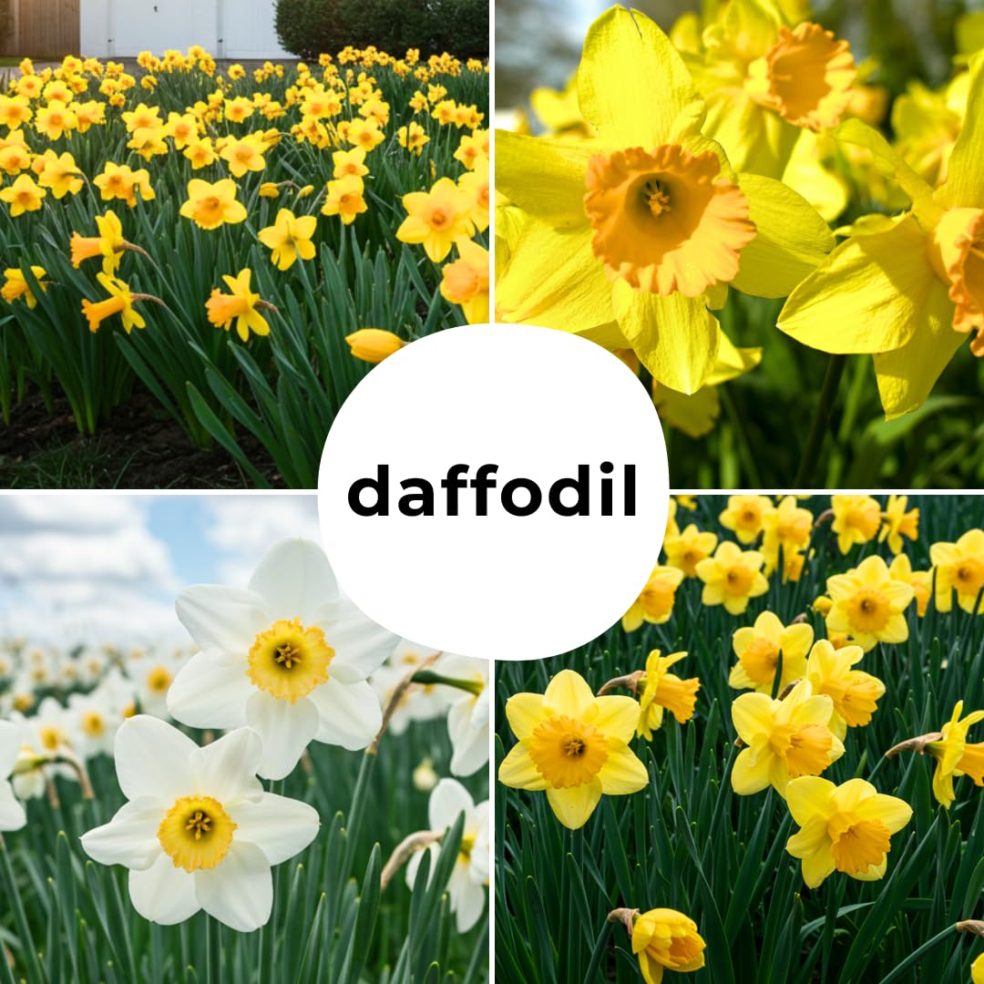 CZ Grain perennial daffodil bulbs suit enduring border plantings year after year.
