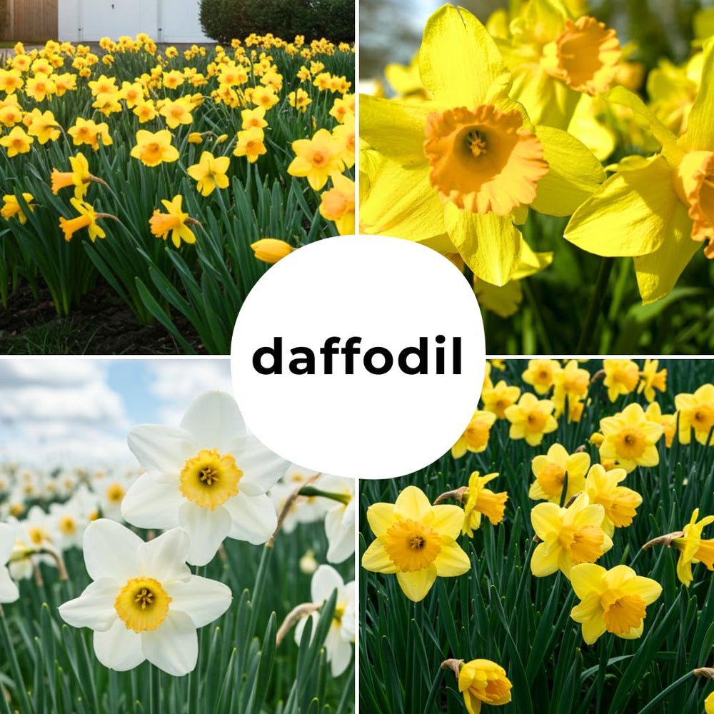 CZ Grain perennial daffodil bulbs suit enduring border plantings year after year.