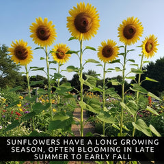 CZ Grain Skyscraper Sunflower towering 15–20 ft for dramatic garden focal point.