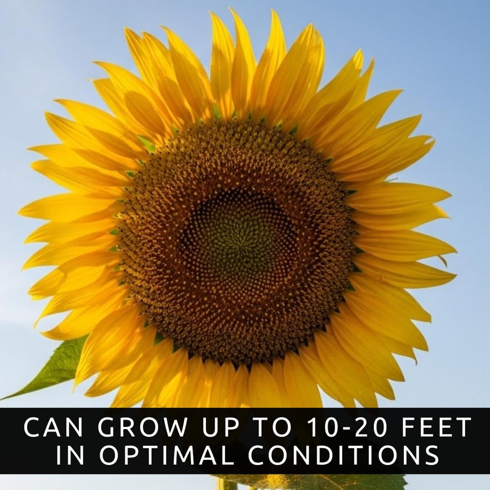 CZ Grain Skyscraper Sunflower sun-tracking heads maximize daily sun exposure.