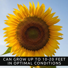 CZ Grain Skyscraper Sunflower sun-tracking heads maximize daily sun exposure.