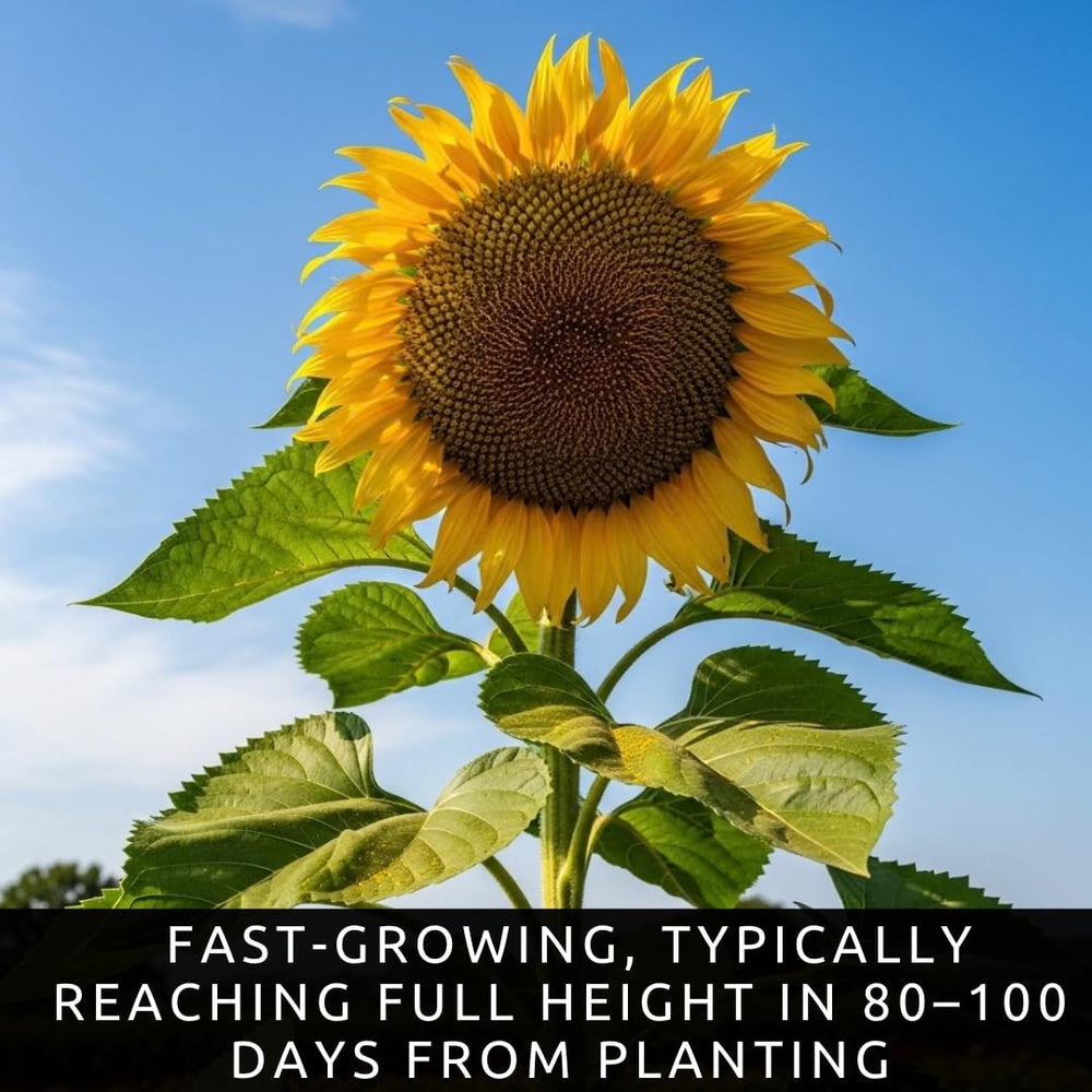 CZ Grain Skyscraper Sunflower blossoms attract bees and butterflies for pollinator-friendly gardens.