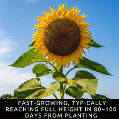 CZ Grain Skyscraper Sunflower blossoms attract bees and butterflies for pollinator-friendly gardens.