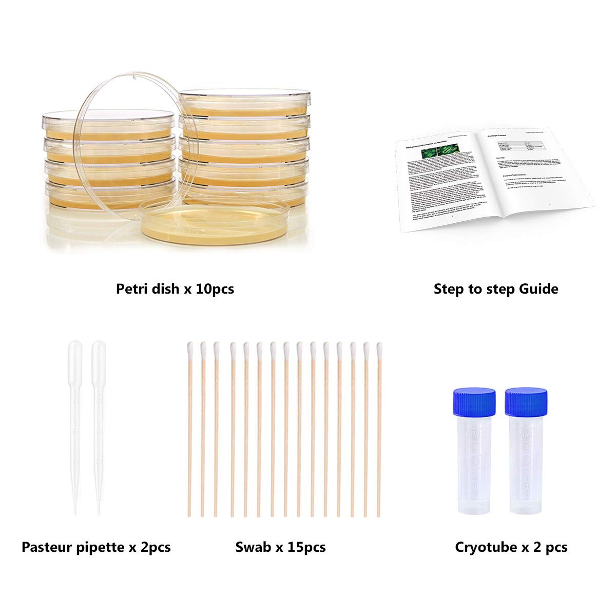 DalosDream project-guide: clear, kid-friendly steps for science projects.