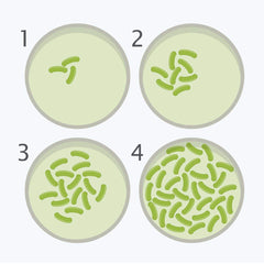 DalosDream sterile-swabs: clean sampling tools for easy swabbing.