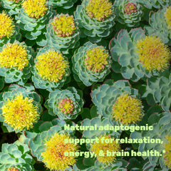 DEAL SUPPLEMENT Concentrated root extract emphasizes potent natural balance and focus.