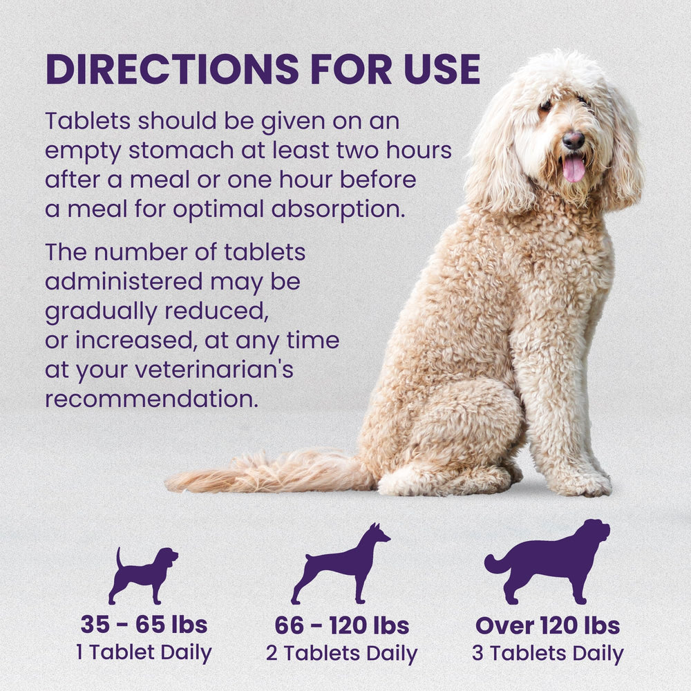 Denamarin tablets lifestyle scene depicts a dog owner with a tablet routine.