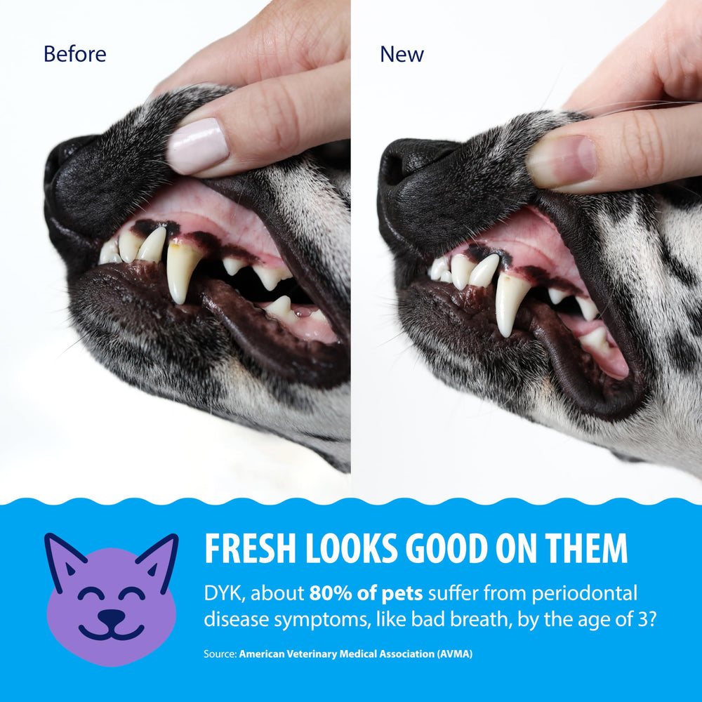 Dental Fresh – produit sans alcool ni sucre, respect du comportement de boisson.