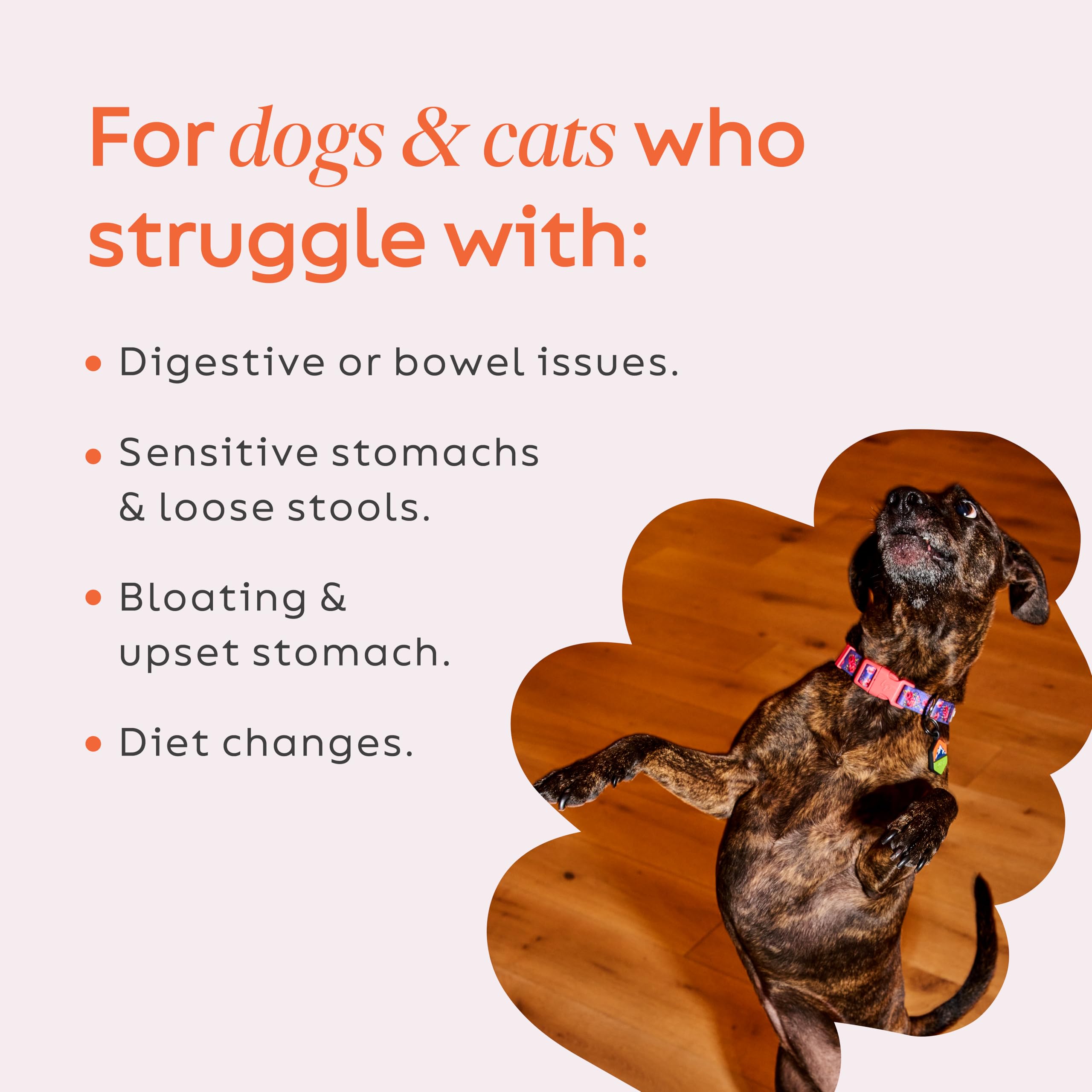 Pour Diggin' Your Dog Firm Up Pumpkin into water for a smooth texture.