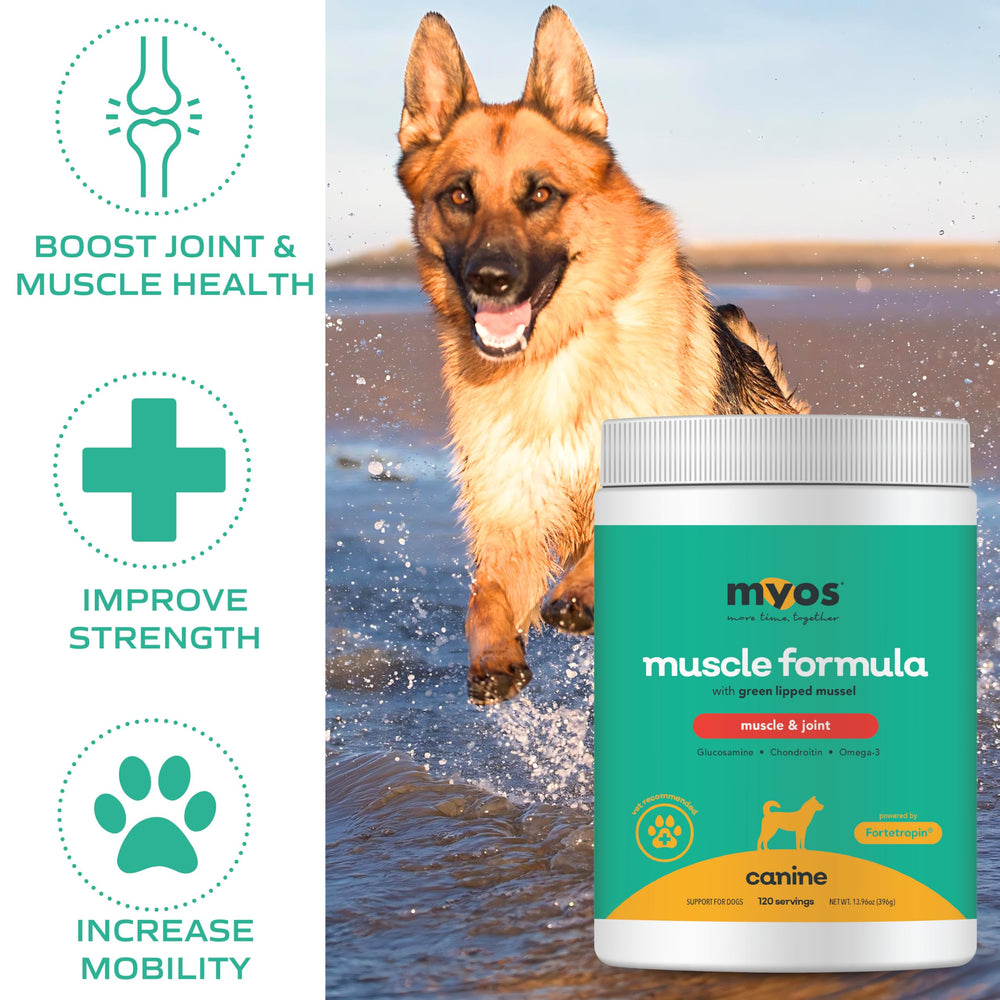 Dog running scene illustrating active recovery with MYOS supplementation.