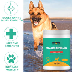 Dog running scene illustrating active recovery with MYOS supplementation.