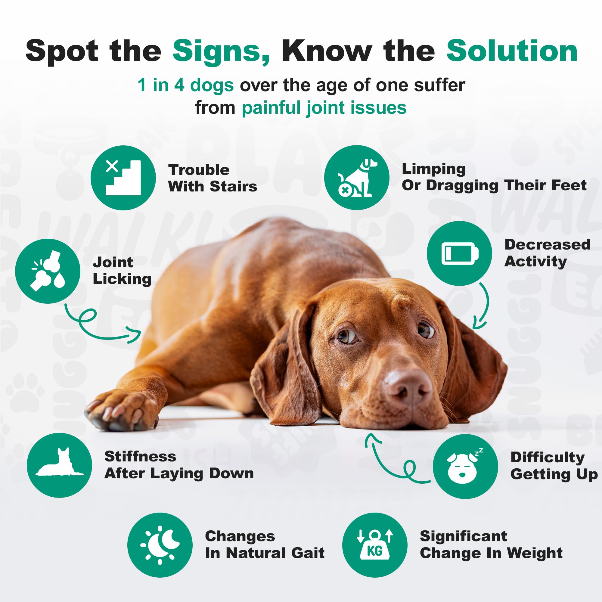 Doggie Dailies NASC-seal dog supplement backed by industry safety standards.