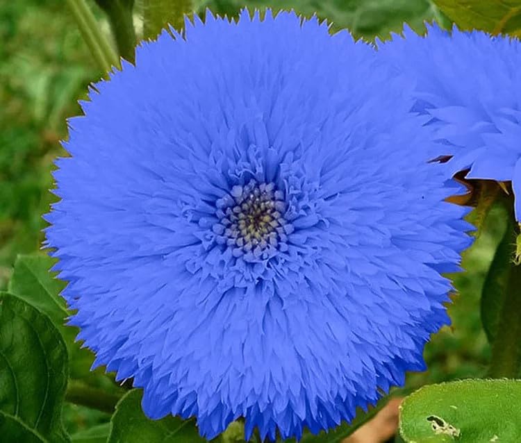 Douxie Blue Teddy Bear sunflowers close-up showing blue petals for ornamental garden appeal