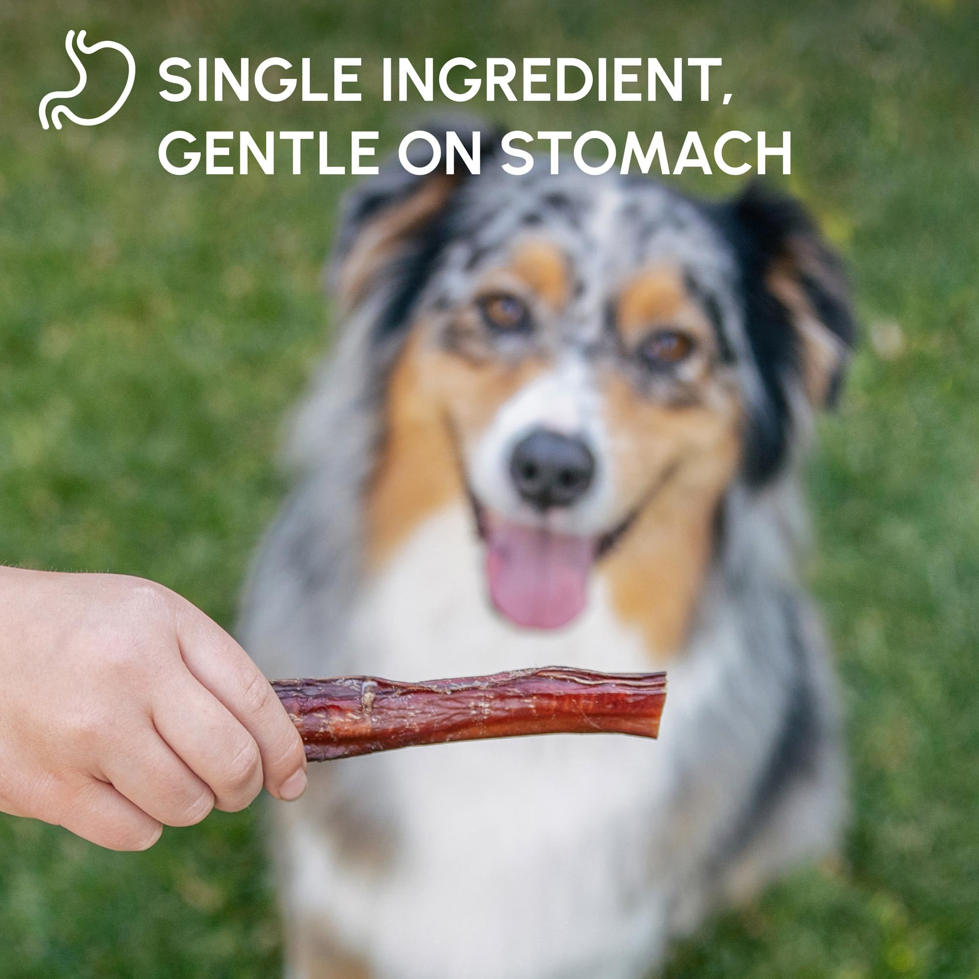 Downtown Pet Supply long-lasting dog chews promote engagement and satisfy natural chewing instincts