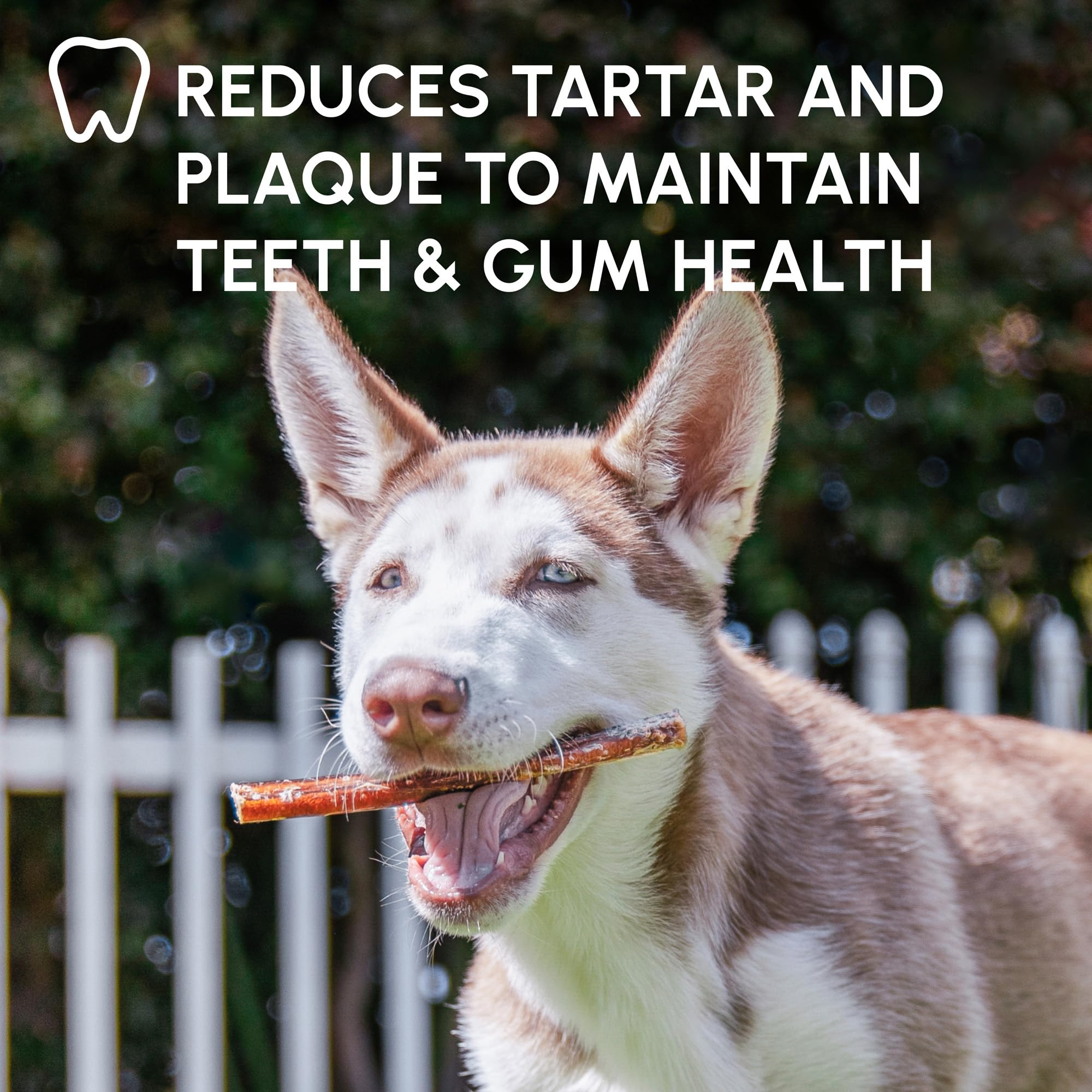 Downtown Pet Supply protein-rich chews support healthy chewing sessions and pet satisfaction
