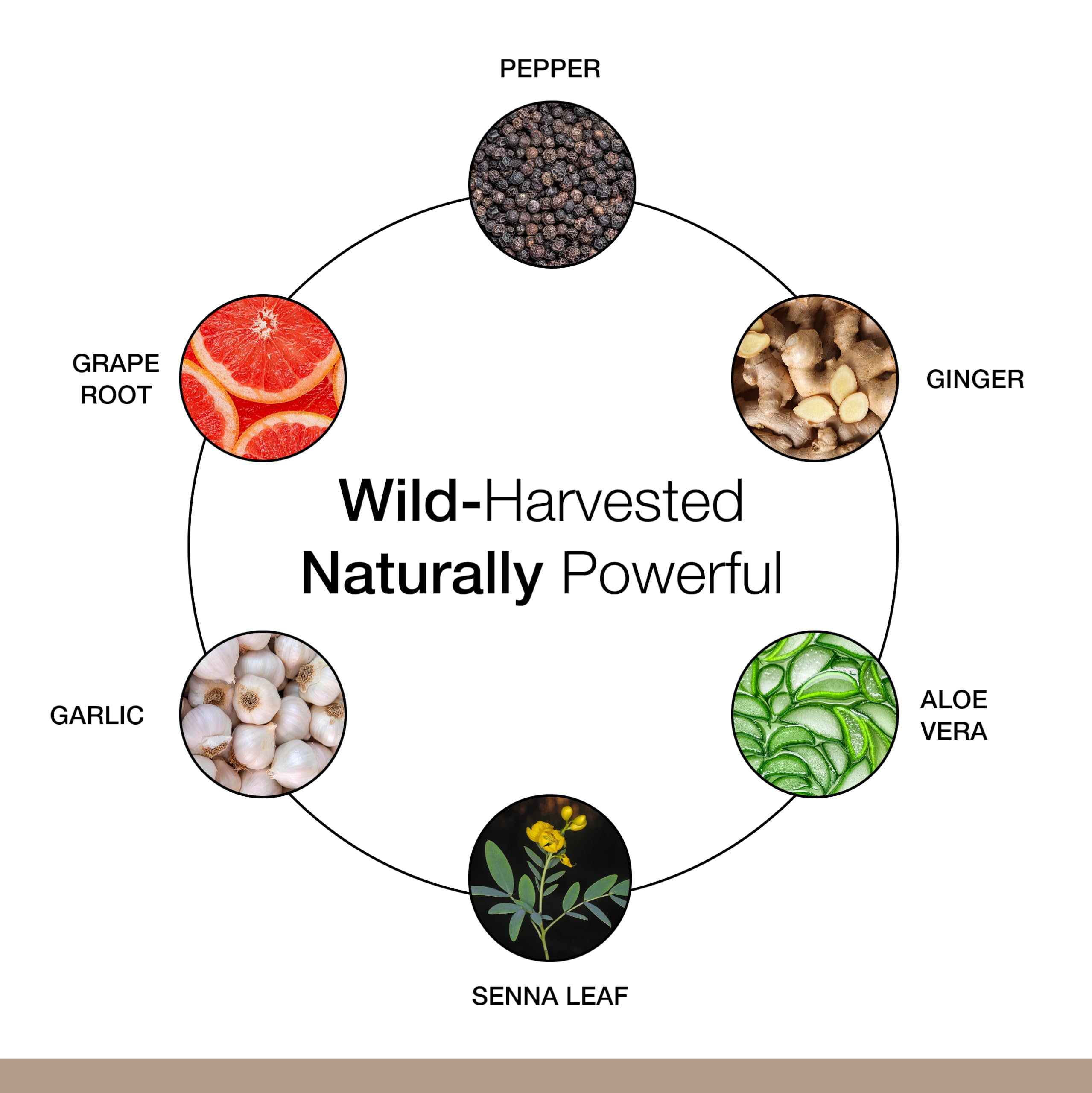 Dosage guide card for Dr. Schulze's Intestinal Formula #1, guiding gentle cleansing.