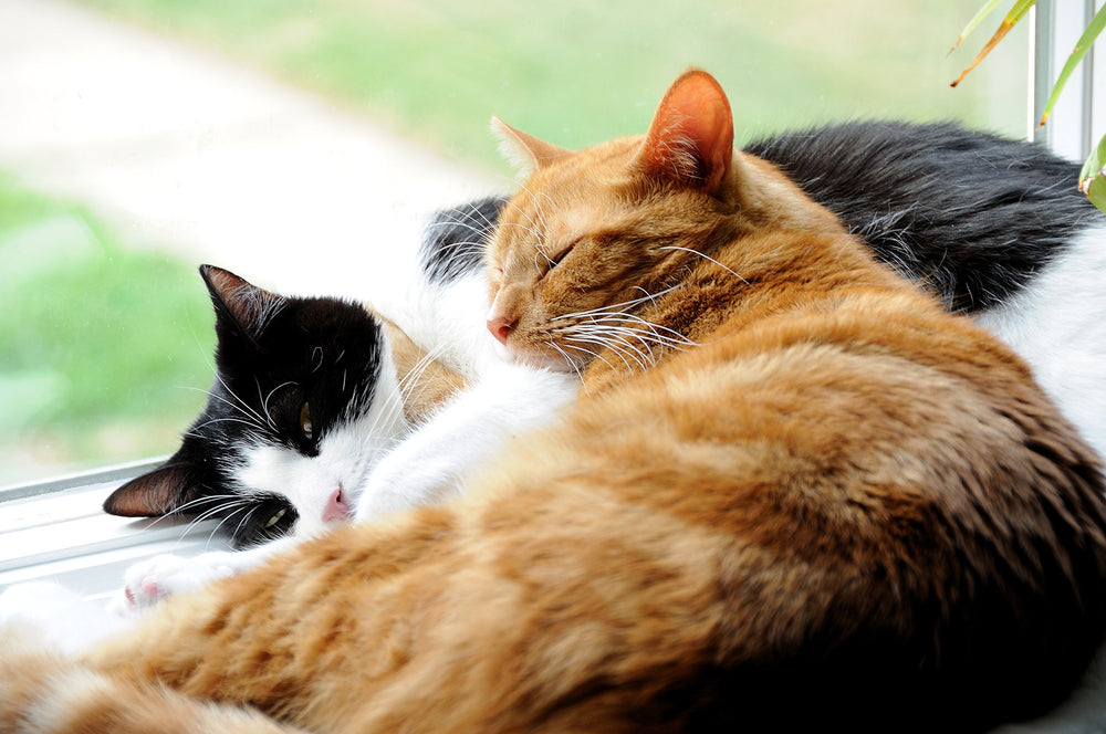 Kitten and adult cats use Nexabiotic powder safely.