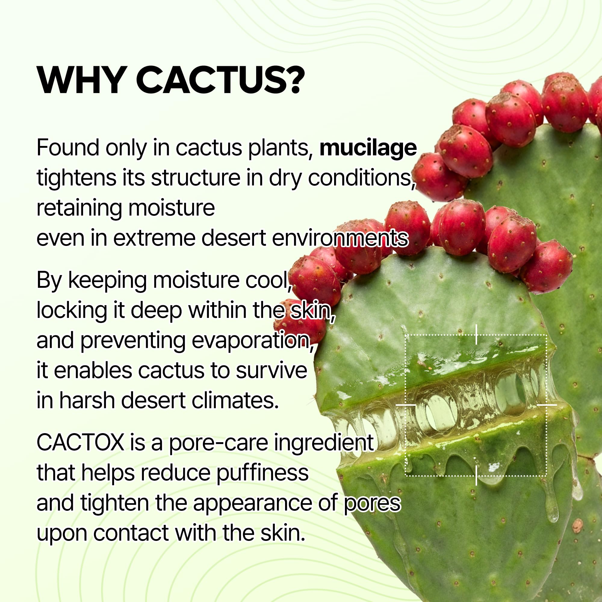 Dr.Melaxin Cactox hydrating cactus serum for dehydrated skin.
