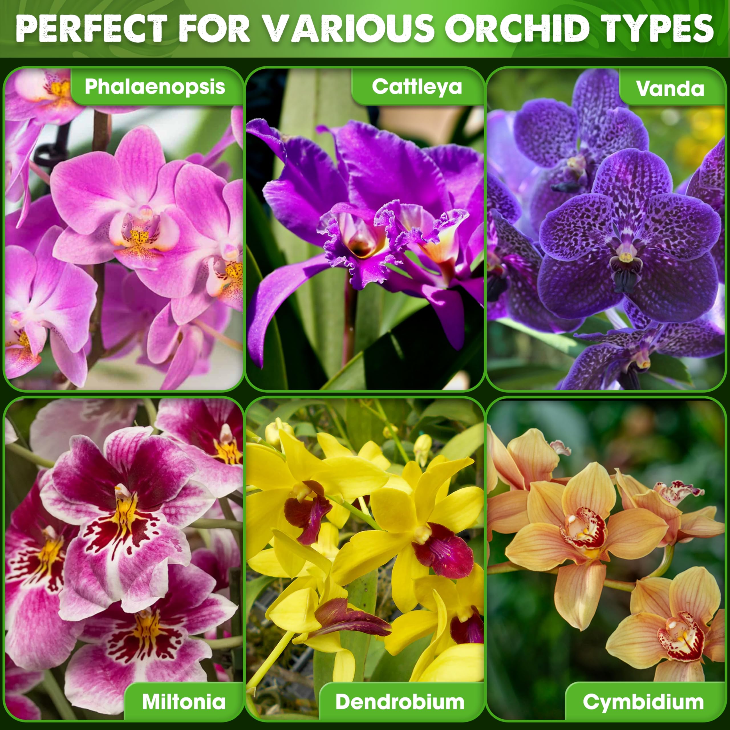 Duspro orchid mix indoors supports healthy roots and easy care.