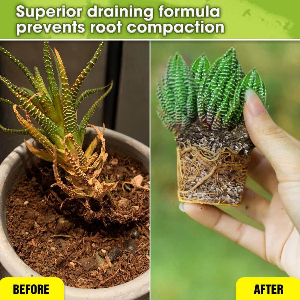 Duspro ready-to-use succulent soil ideal for quick repotting projects.