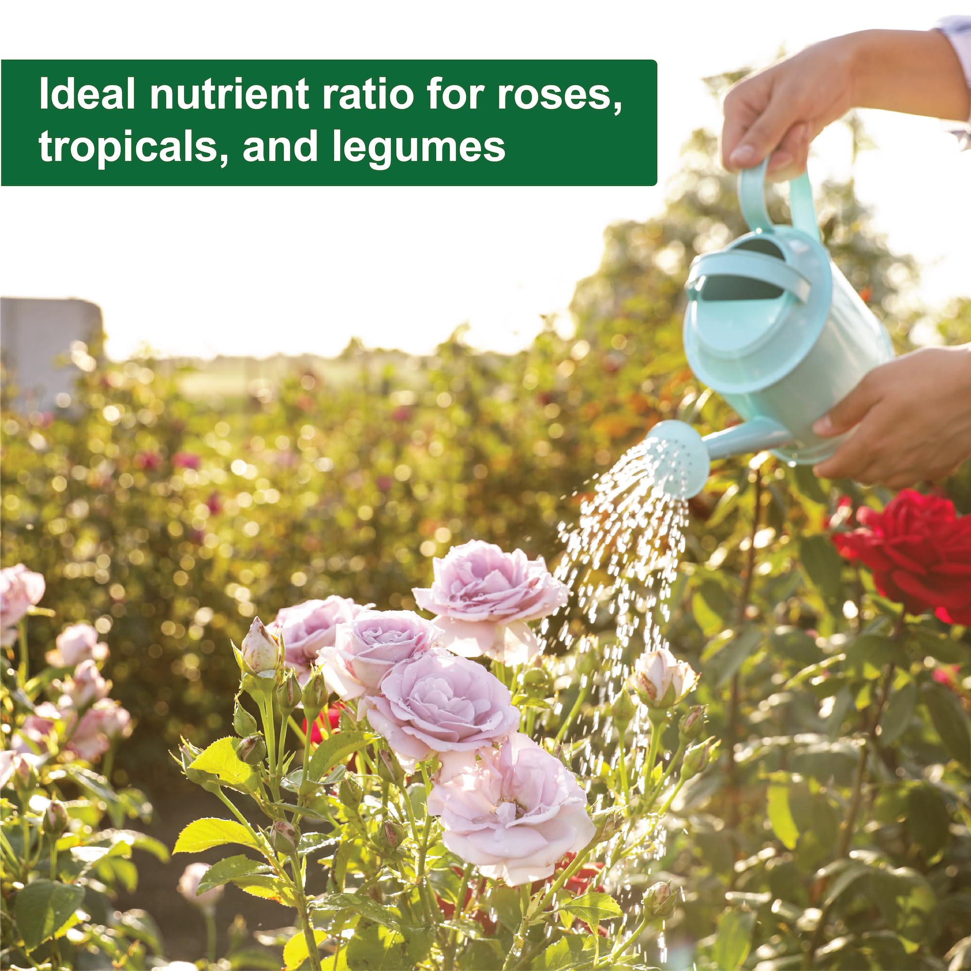 Dyna-Gro Foliage Pro used with foliage plants for healthy growth.
