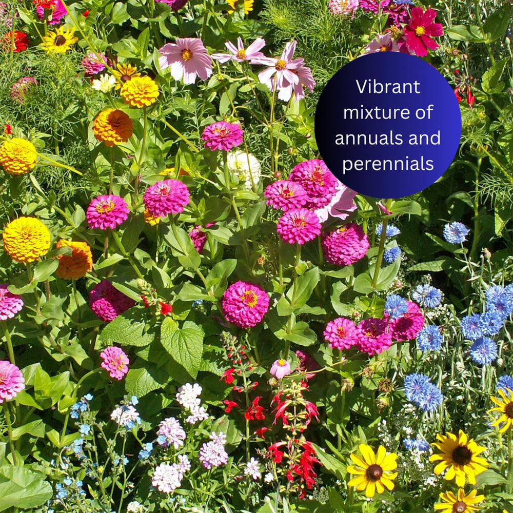 Earth Science Black-Eyed Susan wildflowers brighten borders and invite bees.