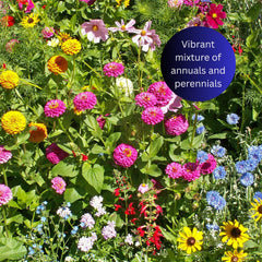 Earth Science Black-Eyed Susan wildflowers brighten borders and invite bees.