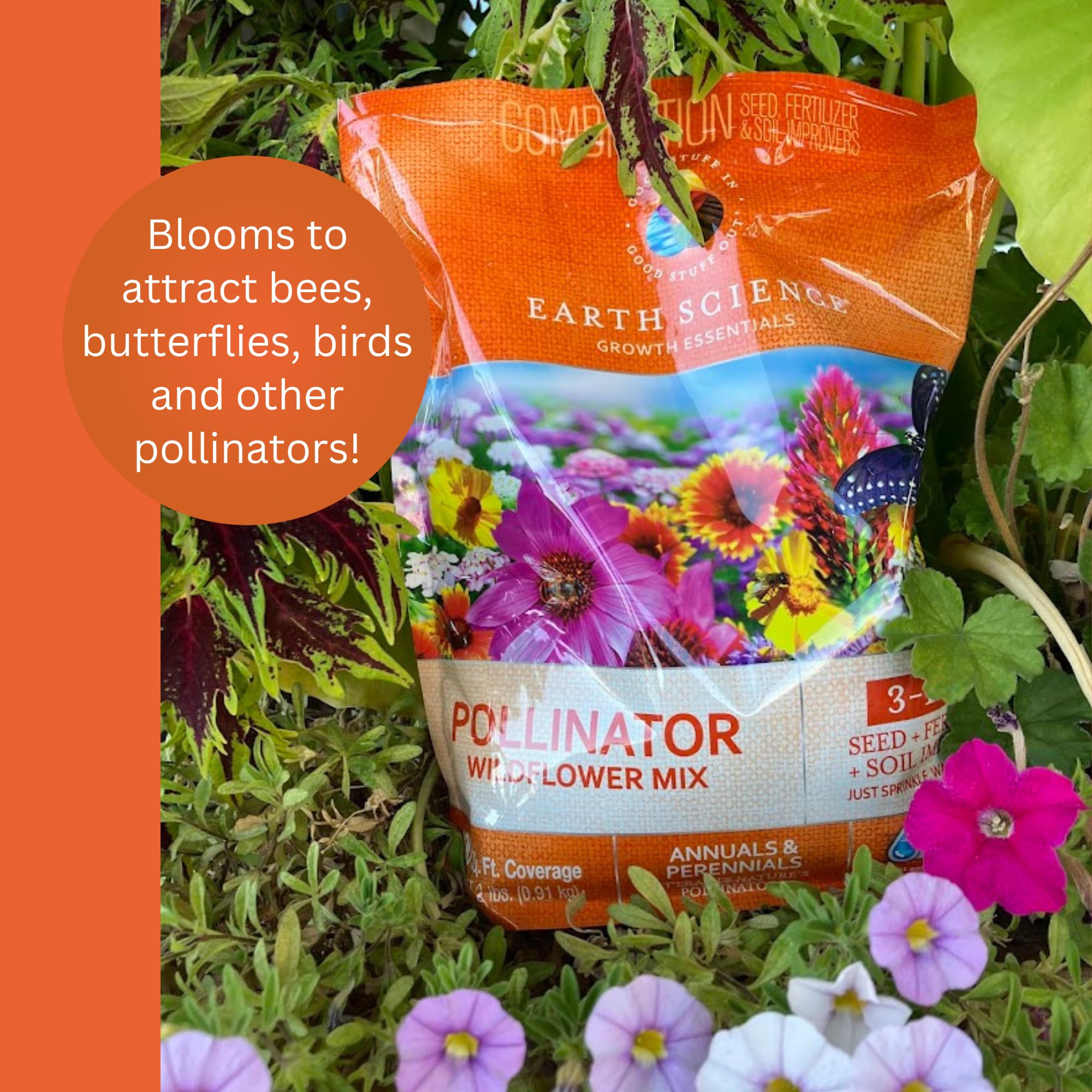 Earth Science Pollinator Bee on Zinnia attracting bees with nectar-rich blooms