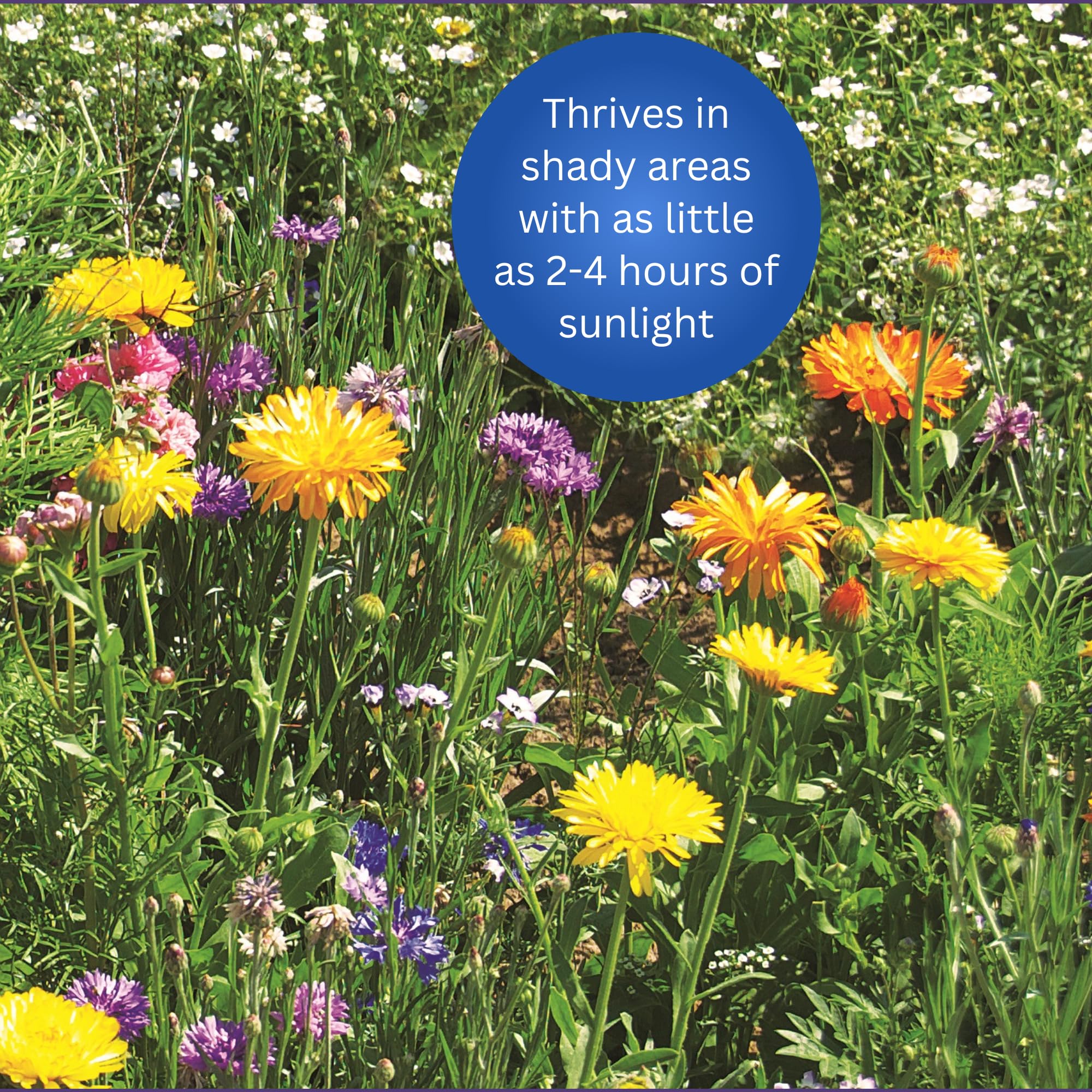 Water Right Crystals illustrate optimal watering cues for healthy growth of wildflowers.