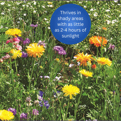 Water Right Crystals illustrate optimal watering cues for healthy growth of wildflowers.