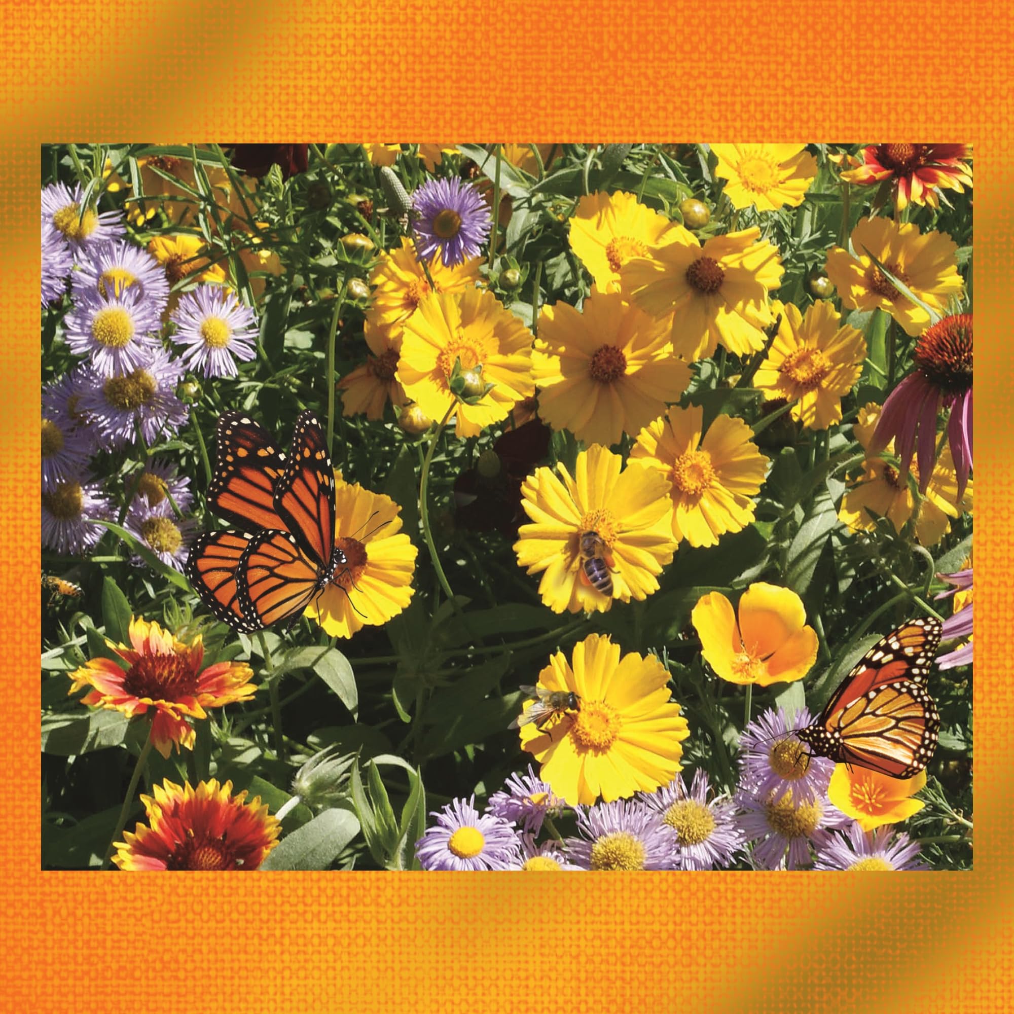 Earth Science Wildflower bed planning layout for seasonal color
