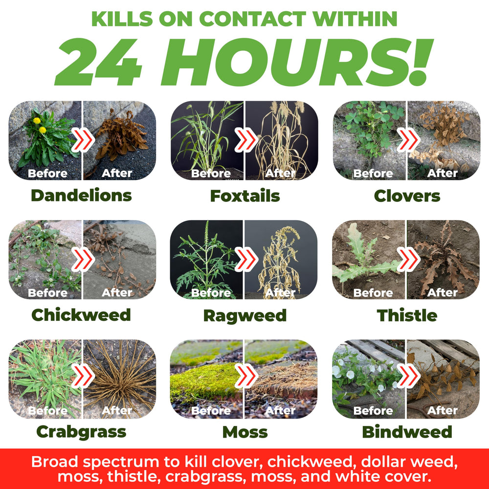 ECO Garden Pro weed-kill action in a garden setting delivering fast results.
