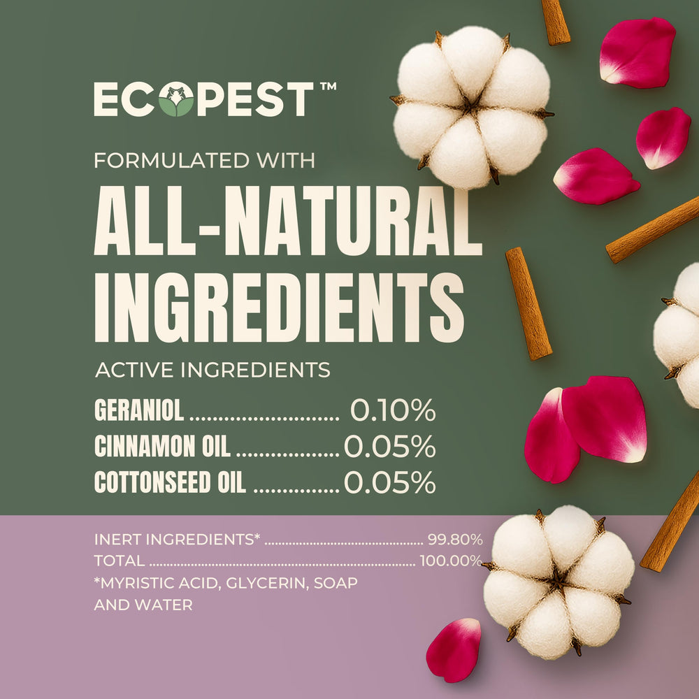 ECOPEST Spray at rug edge highlights quick knockdown near floors.