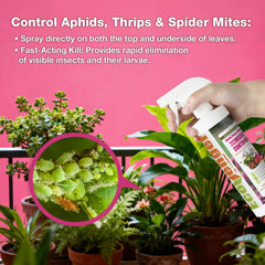 EcoVenger Garden Insect Control healthy potted plants show thriving indoor greenery