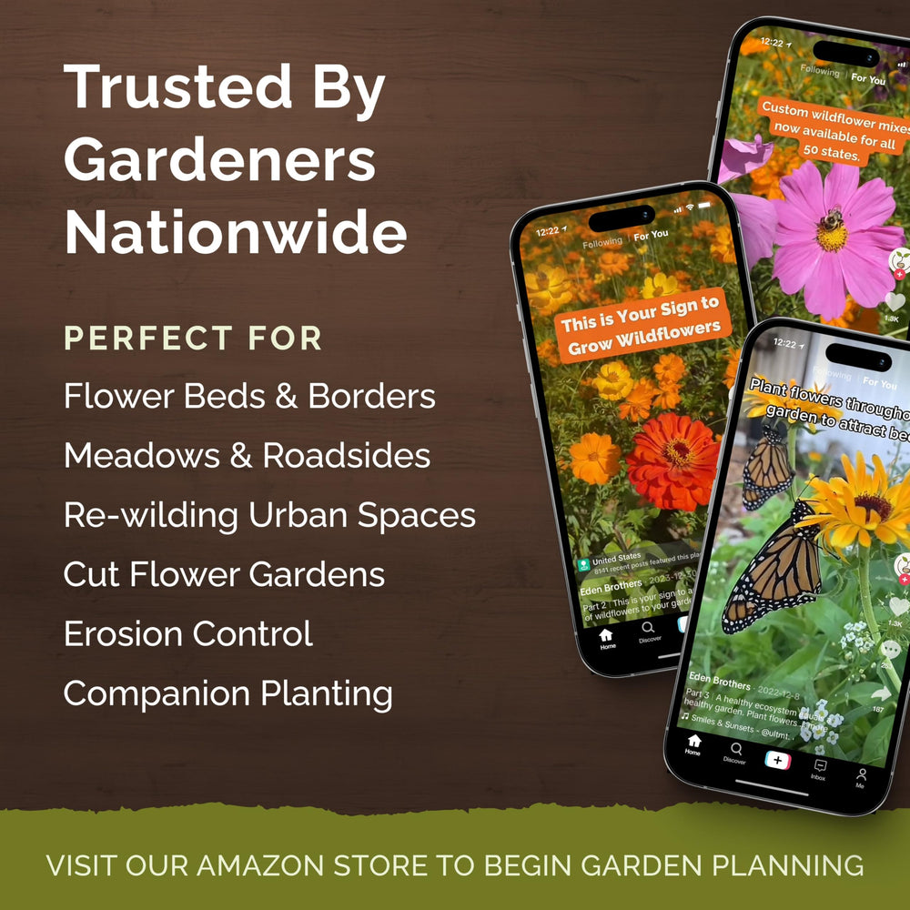 Blanket flower blooms create a cheerful, low-maintenance border.