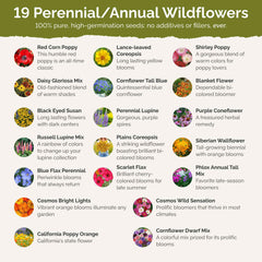 Eden Brothers Burst of Bloom Black Eyed Susan adds cheerful color for butterflies.