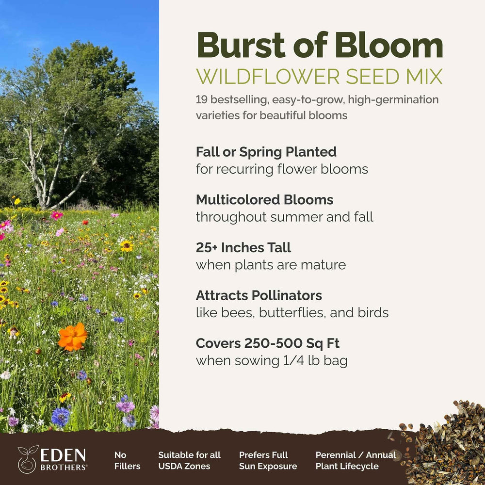 Eden Brothers Burst of Bloom cosmos blossoms brighten a pollinator-friendly border.