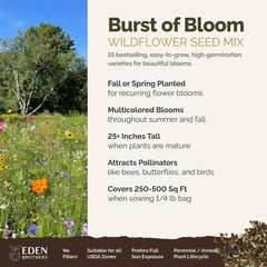 Eden Brothers Burst of Bloom cosmos blossoms brighten a pollinator-friendly border.