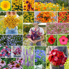 Eden Brothers Burst of Bloom seed pack for easy, vibrant sun garden color.