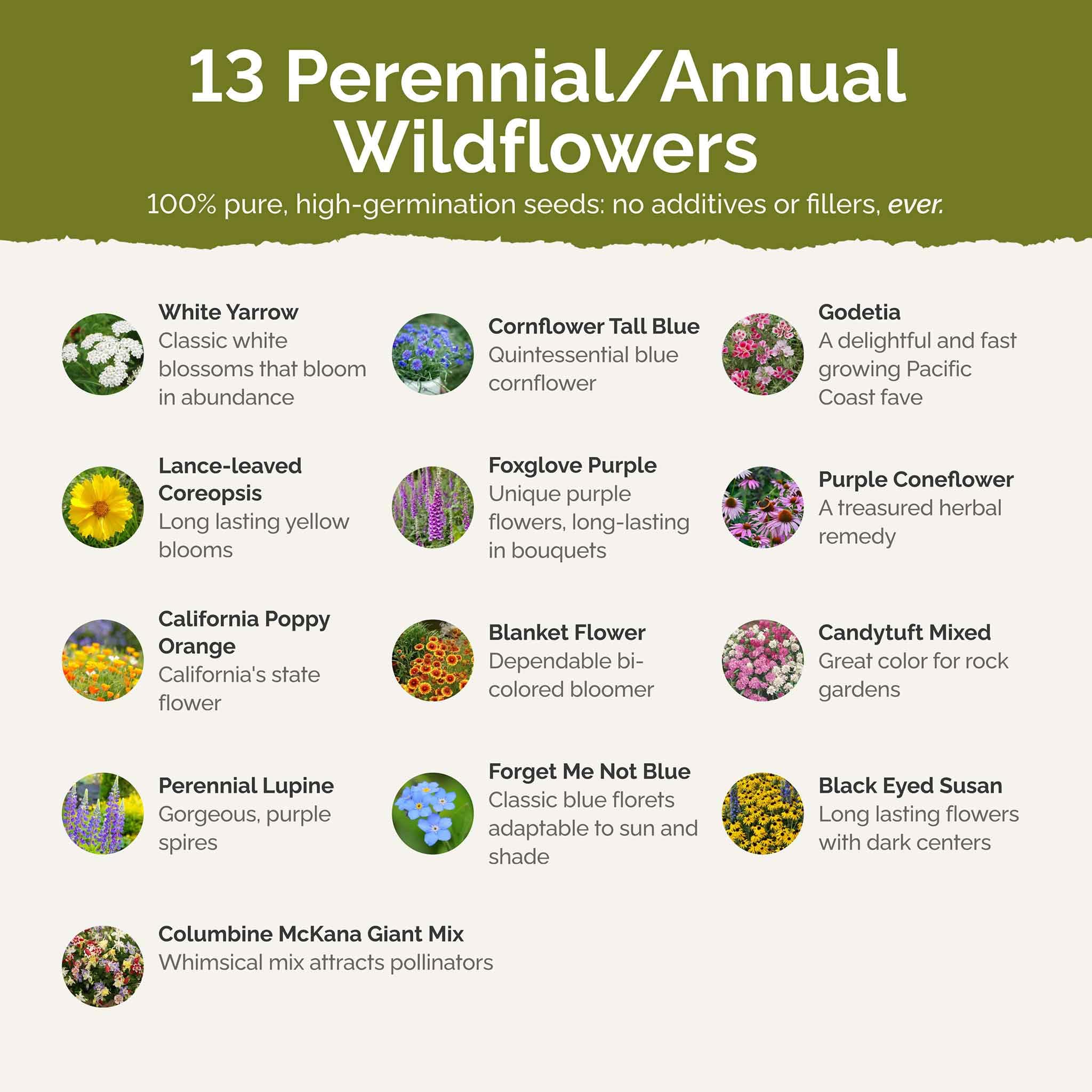 Eden Brothers mix draws bees, butterflies, and hummingbirds to your garden