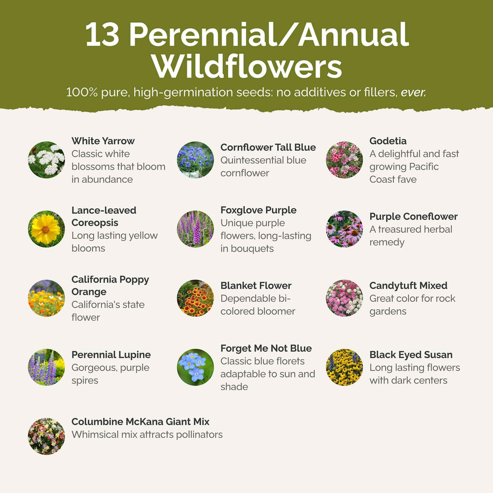 Eden Brothers mix draws bees, butterflies, and hummingbirds to your garden