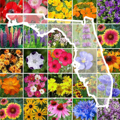 Eden Brothers Florida wildflower seeds pack ready for planting in a garden.