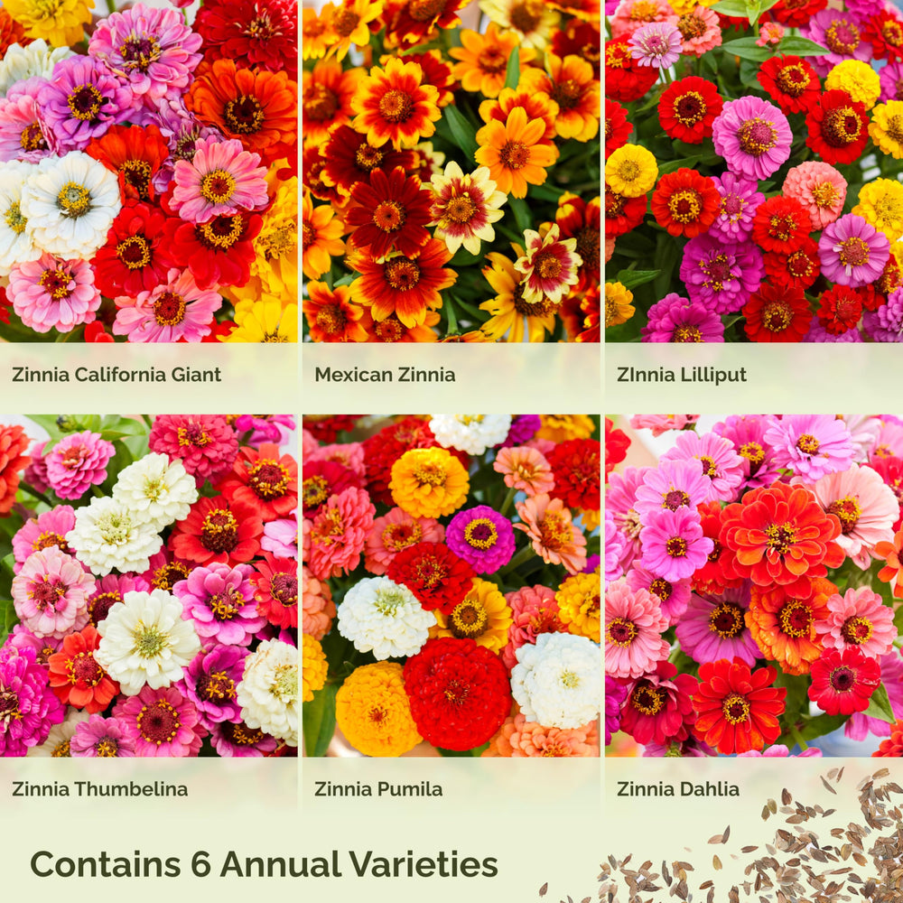 Eden Brothers Lilliput-zinnia-flowers with compact, playful blooms.